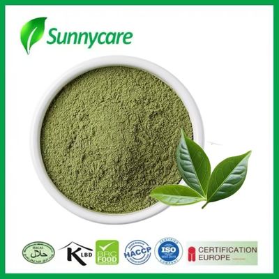 Antioxidant-Rich Matcha Powder from Fresh Camellia Sinensis Leaves for Mental Clarity and Weight Management