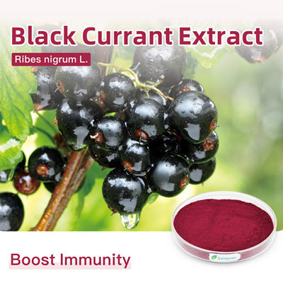 Ribes Nigrum Black Currant Plant Extract Powder Anthocyanidins 25% UV Fruit Juice Powder